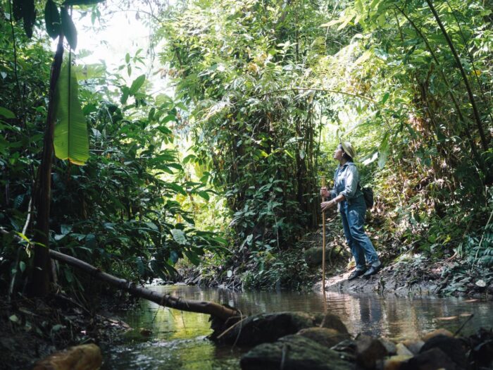 3 Days 2 Nights Forest Bathing - Image 2