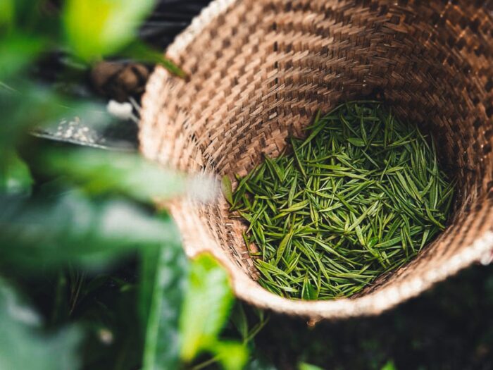 Tea Tasting Workshop - Image 9