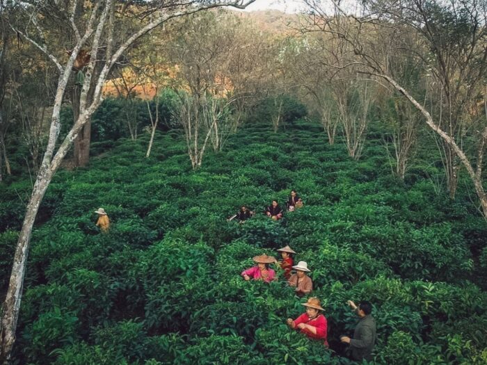 Araksa Tea Garden Tour - Image 5