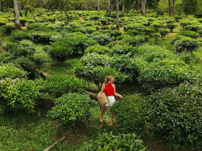 Araksa Tea Garden Tour - Image 18