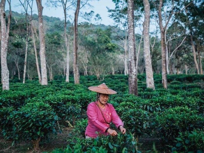 Araksa Tea Garden Tour - Image 4