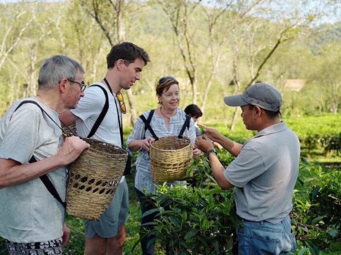 Araksa Tea Garden Tour - Image 3