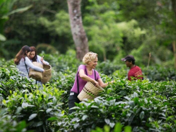 Araksa Tea Garden Tour - Image 2