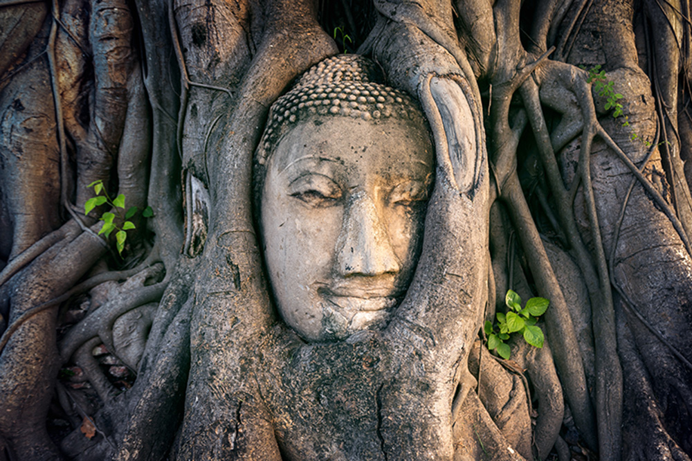 buddha-head-wat-mahathat-thailand