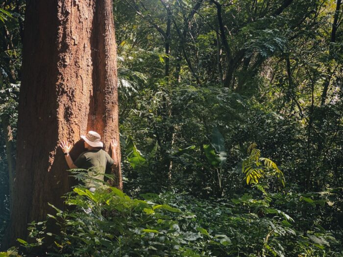 3 Days 2 Nights Forest Bathing - Image 6