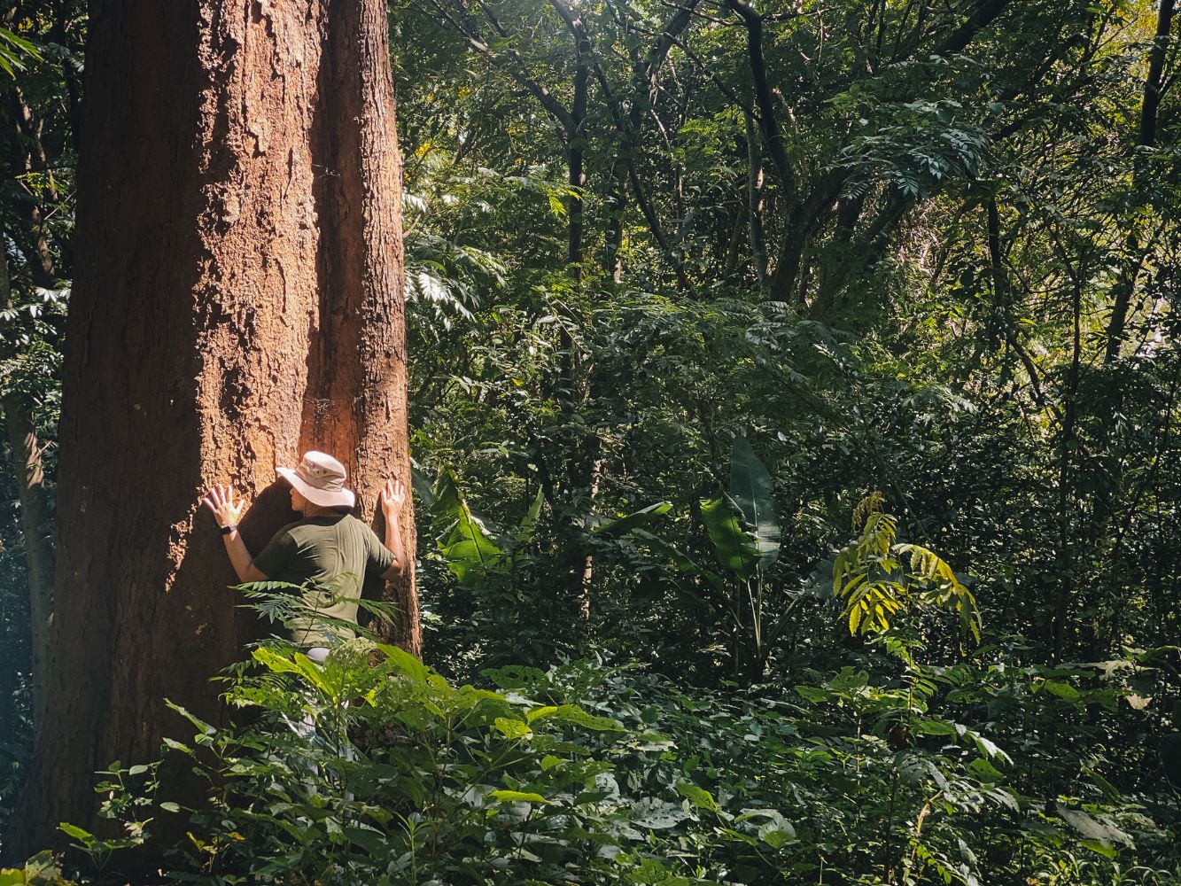 forest bathing 1