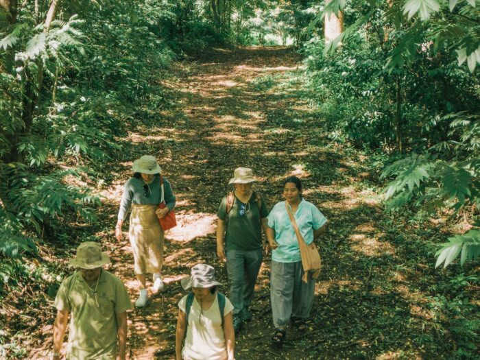 3 Days 2 Nights Forest Bathing - Image 8
