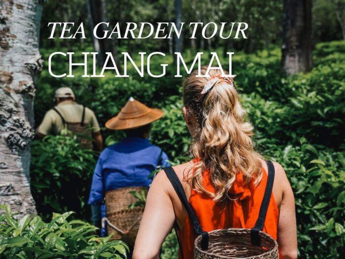 Araksa Tea Garden Tour